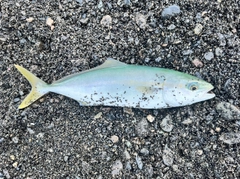 ワカシの釣果