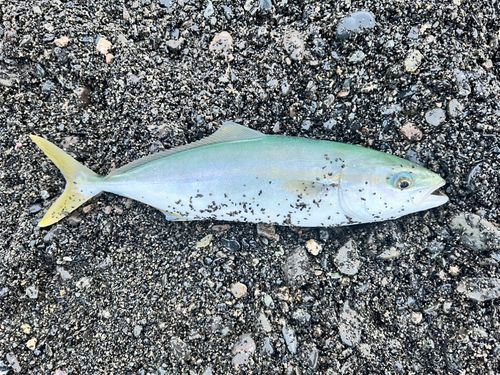 ワカシの釣果
