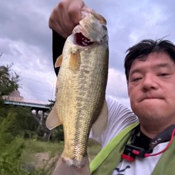 ラージマウスバス