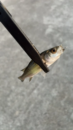 セイゴ（マルスズキ）の釣果
