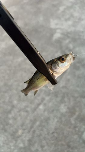 セイゴ（マルスズキ）の釣果