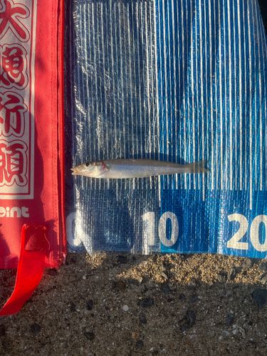 キスの釣果