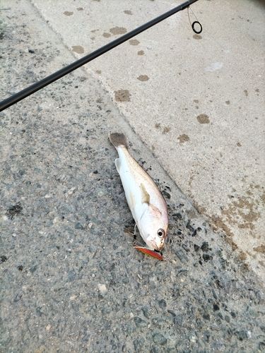 シログチの釣果