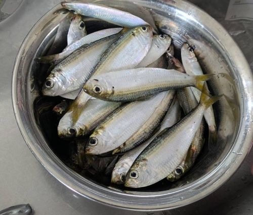 サッパの釣果