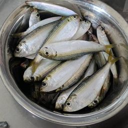 サッパ