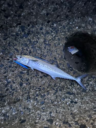 サゴシの釣果