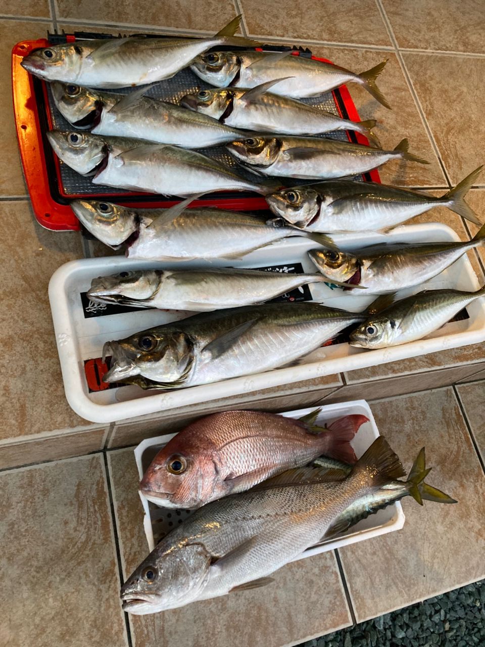 おぱんちゅパンサーさんの釣果 1枚目の画像