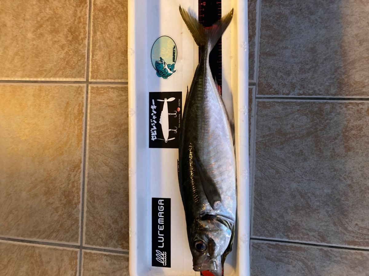 おぱんちゅパンサーさんの釣果 2枚目の画像