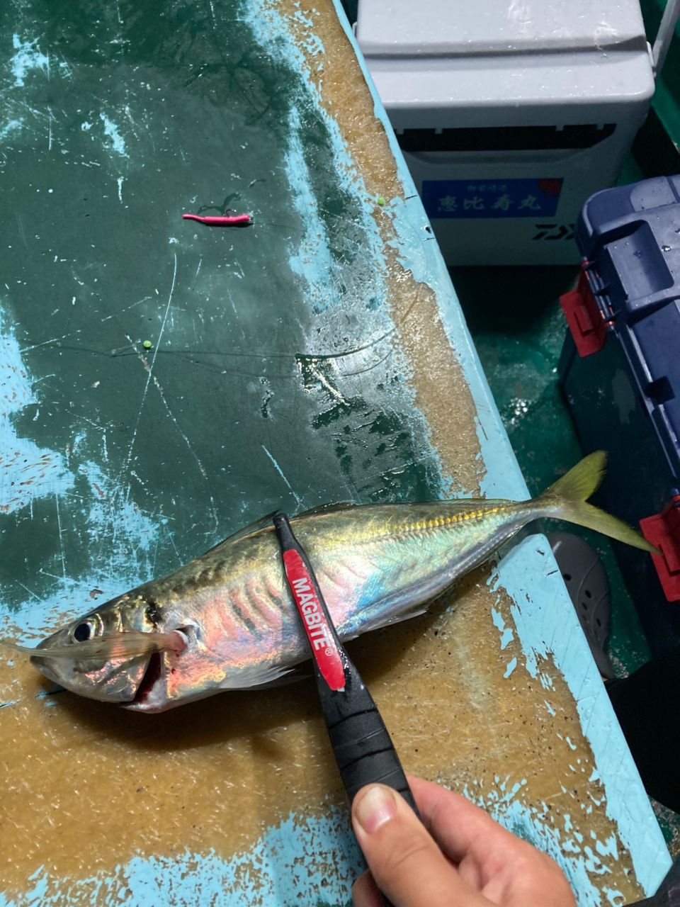 おぱんちゅパンサーさんの釣果 3枚目の画像