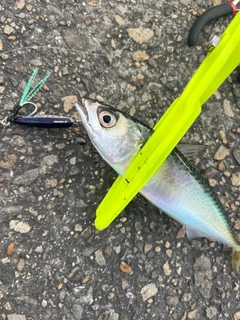 サバの釣果