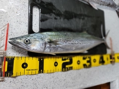 サゴシの釣果