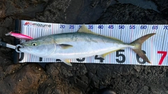 メジロの釣果