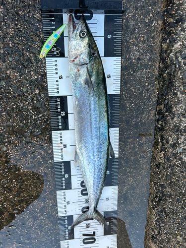 サゴシの釣果