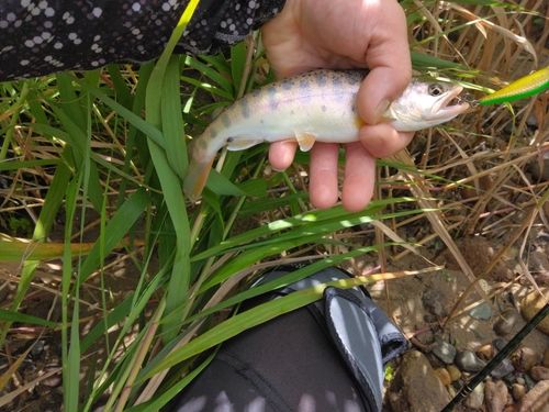 ヤマメの釣果