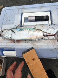 ヒラソウダの釣果