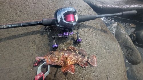 カサゴの釣果