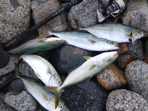 ツバイソの釣果