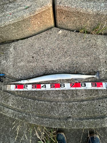 サバの釣果