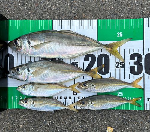 マアジの釣果