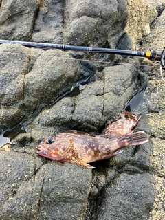 アラカブの釣果