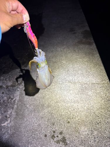 跡之浦湾