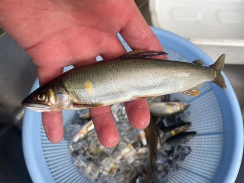 アユの釣果