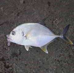 メッキの釣果