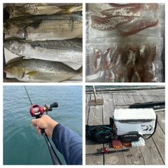 サワラの釣果