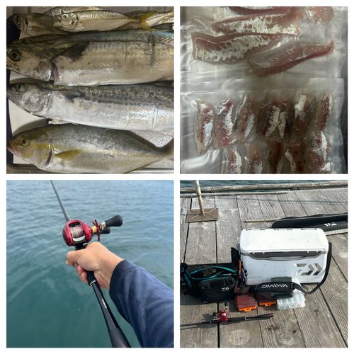 サワラの釣果