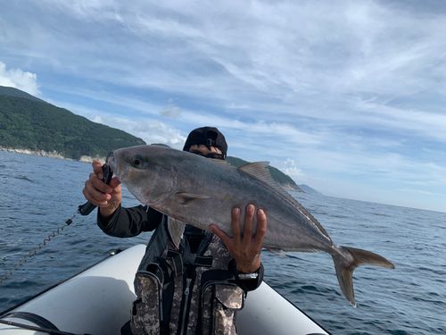 カンパチの釣果
