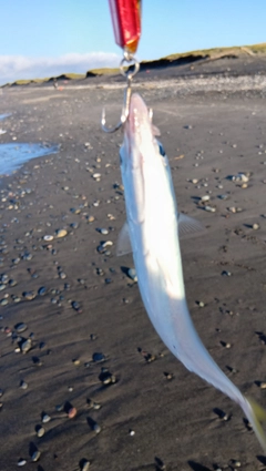 マサバの釣果