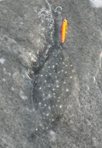 ソゲの釣果