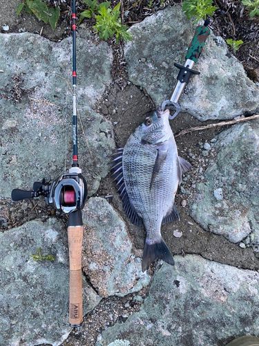 チヌの釣果