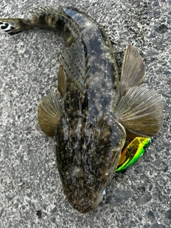 マゴチの釣果