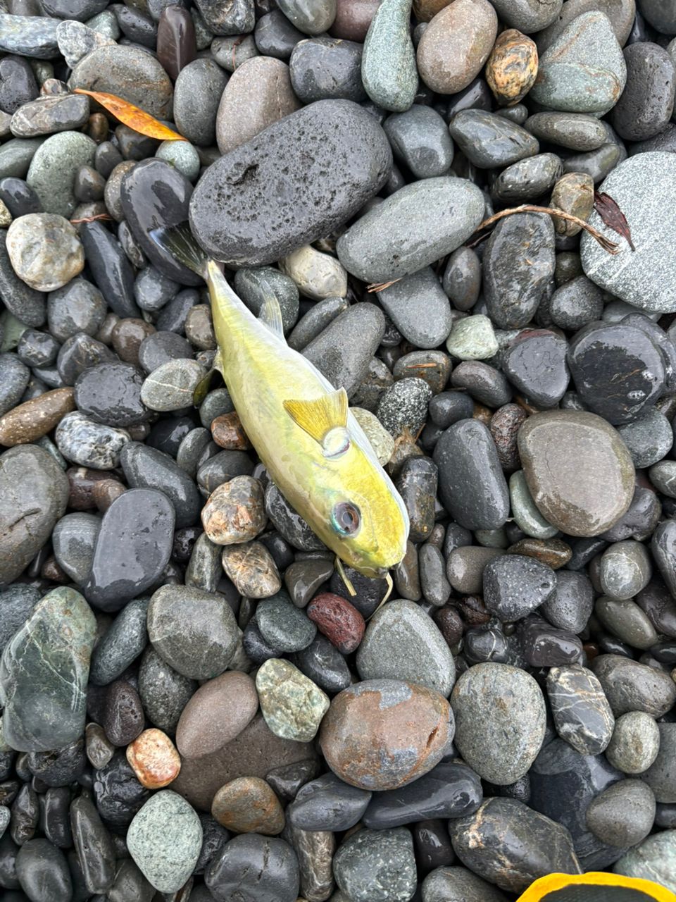 シロサバフグ