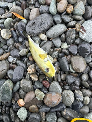 片浜海岸
