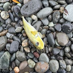 シロサバフグ