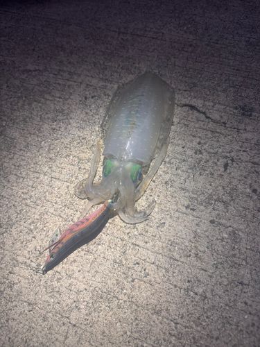 蠣浦島