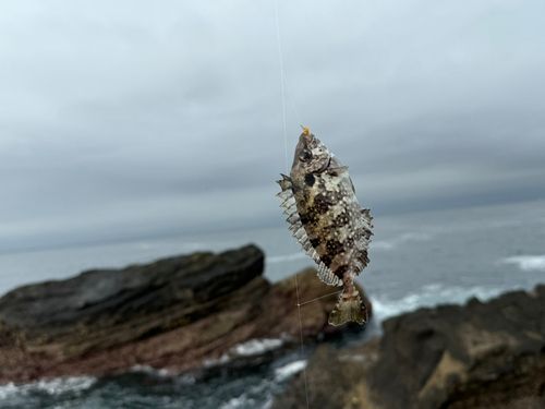アイゴの釣果