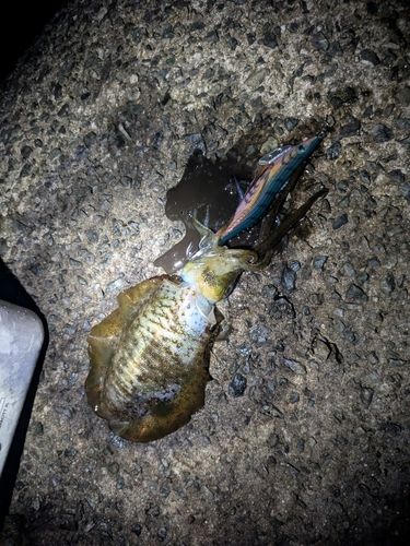 アオリイカの釣果
