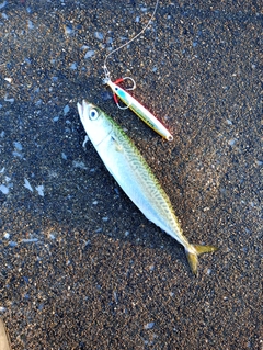 マサバの釣果