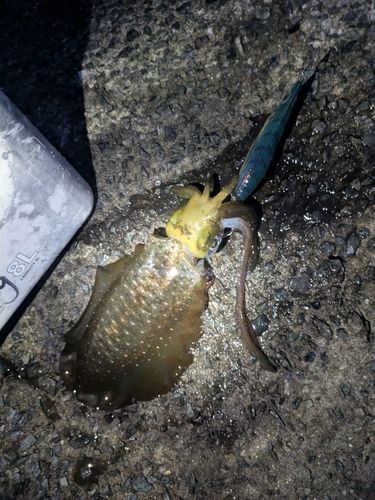 アオリイカの釣果