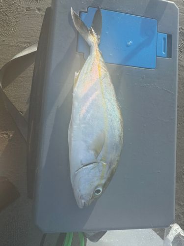 ショゴの釣果