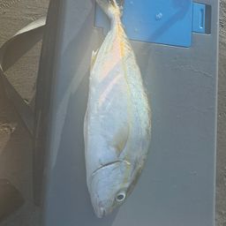 ショゴ