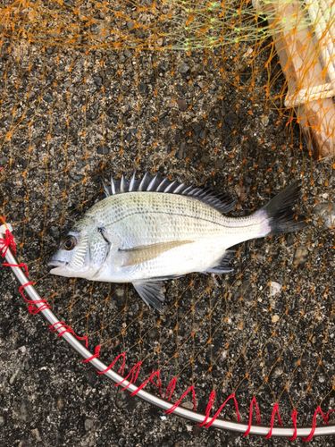チヌの釣果