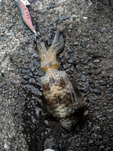 アオリイカの釣果