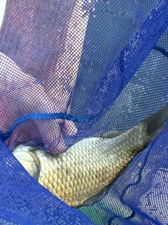 ヘラブナの釣果