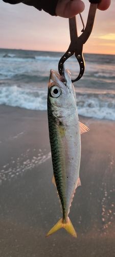 日川浜海岸
