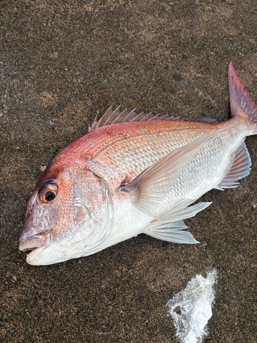 エソの釣果