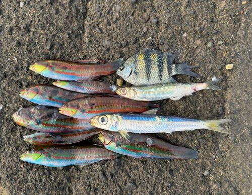 ベラの釣果